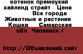 котенок прямоухий  хайленд страйт › Цена ­ 10 000 - Все города Животные и растения » Кошки   . Самарская обл.,Чапаевск г.